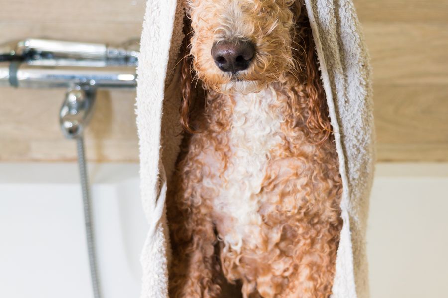 Bath & Brush