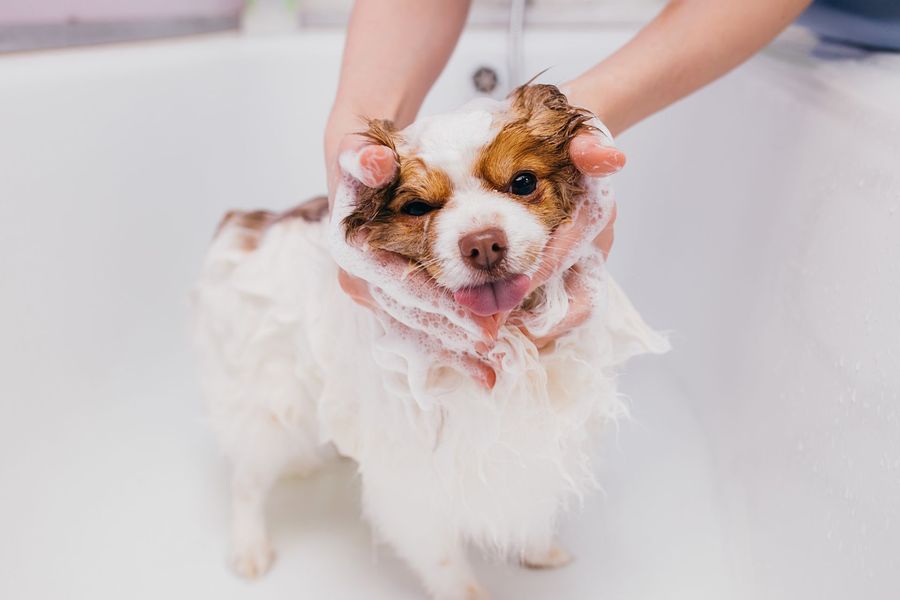 Mobile dog grooming gallery photo