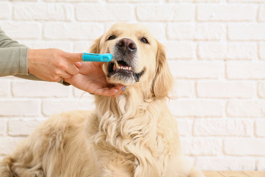Mobile dog grooming gallery photo